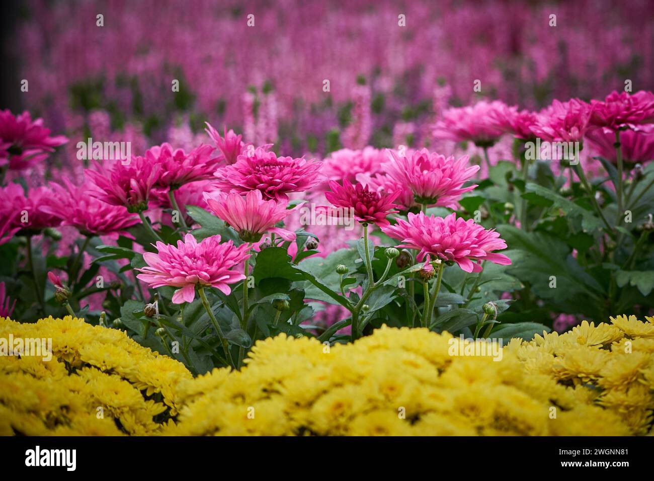 Beautiful pink meadow flowers hi-res stock photography and images - Alamy