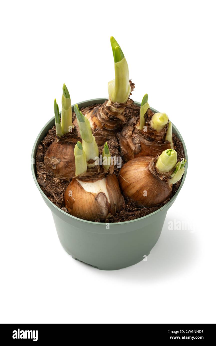 Narcissus bulbs growing in a plant pot in springtime isolated on white background close up Stock Photo