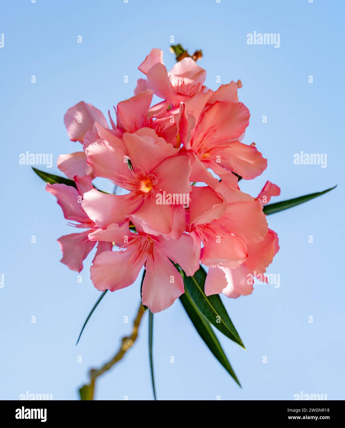 low angle shot of a oleander blossom in front of blue sky in sunny ambiance Stock Photo