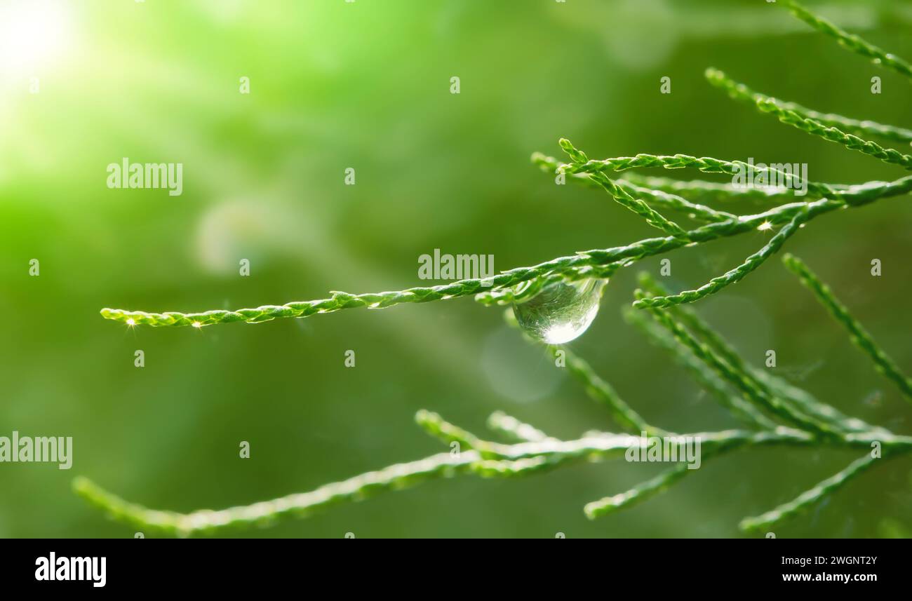 Close up of a tamarisk branch with water drops Stock Photo