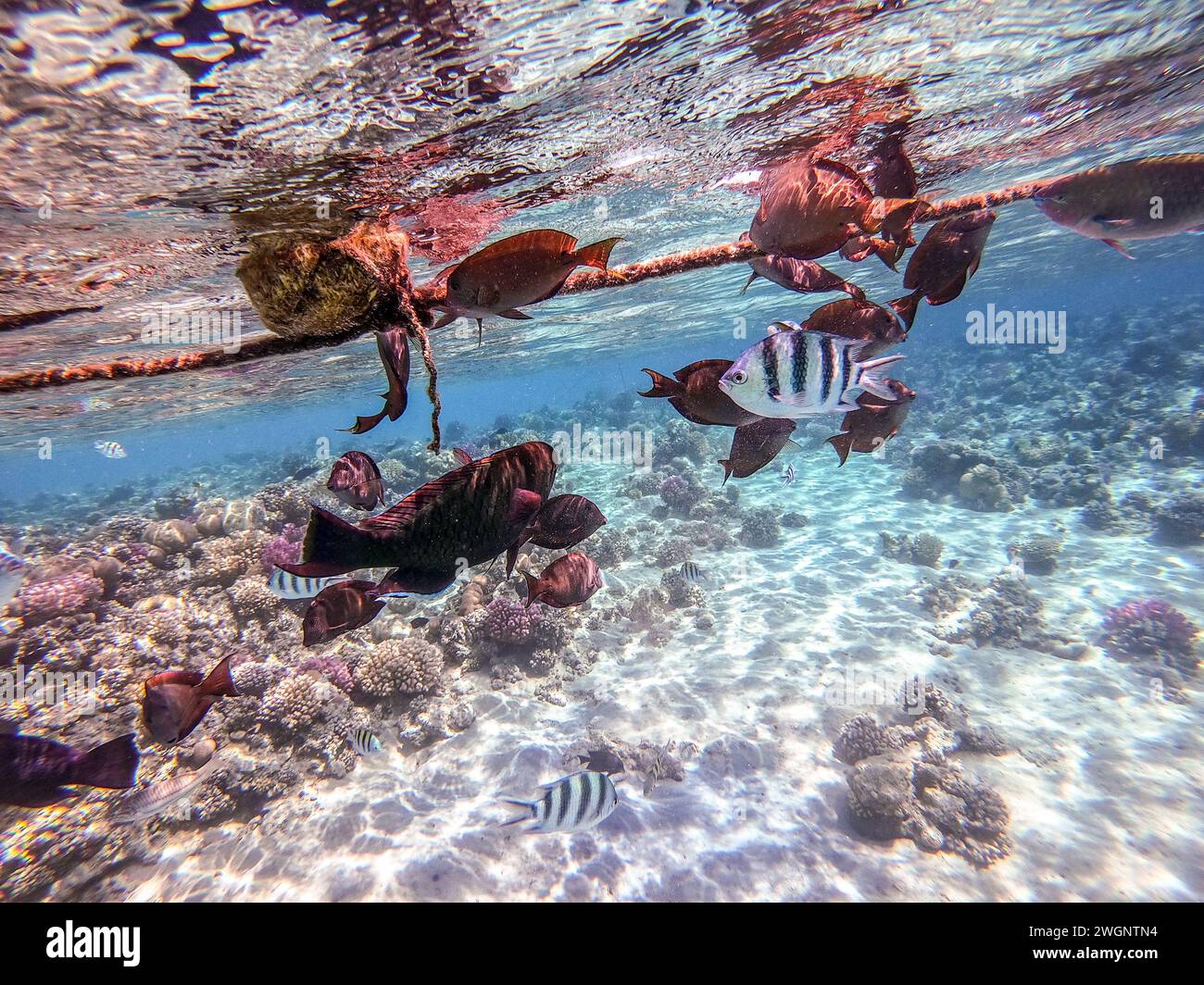 Shoal of differend kinds of the fish -  sailfin tang or Desjardin's sailfin tang, Hipposcarus longiceps or Longnose Parrotfish, Rhinecanthus assasi fi Stock Photo