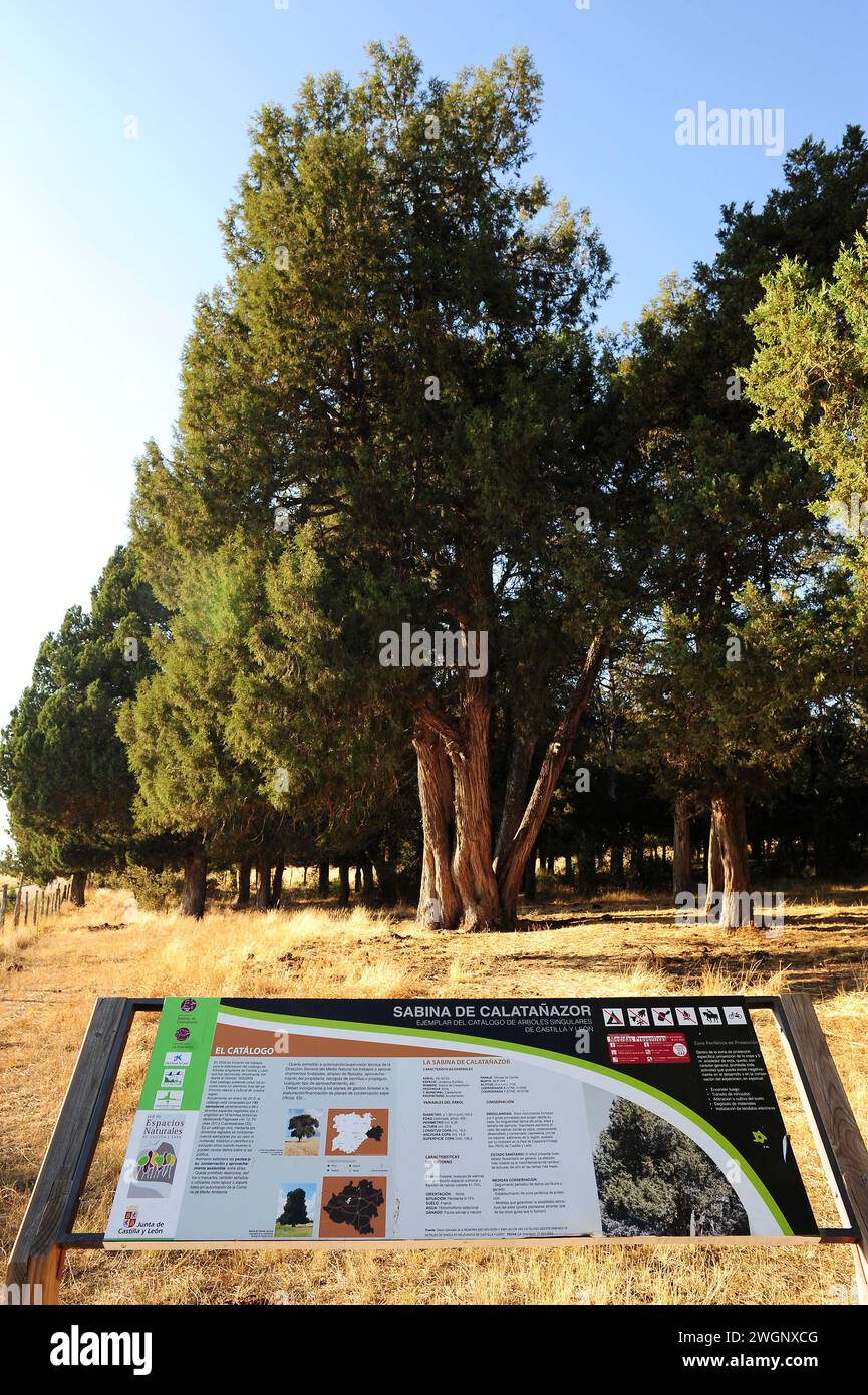 Sabinar de Calatañazor Natural Reserve. Sabina albar (Juniperus thurifera). Soria province, Castilla y Leon, Spain. Stock Photo