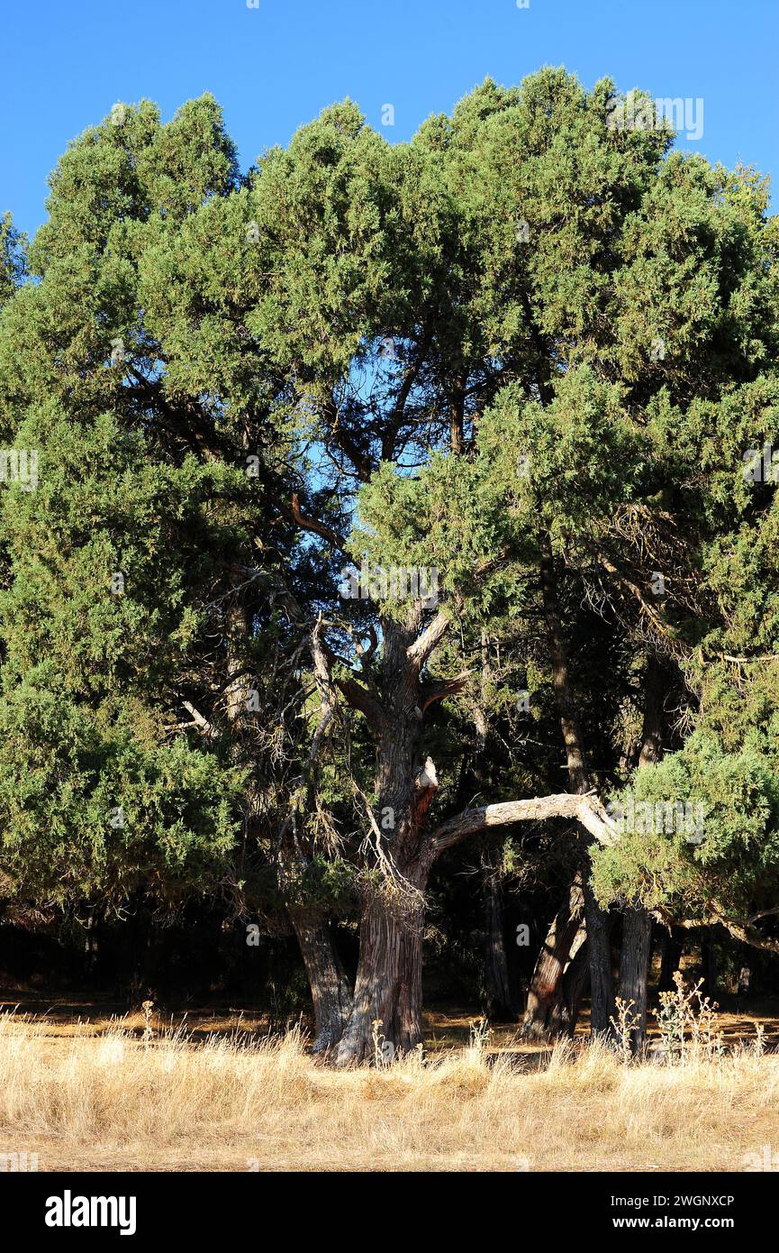 Sabinar de Calatañazor Natural Reserve. Sabina albar (Juniperus thurifera). Soria province, Castilla y Leon, Spain. Stock Photo