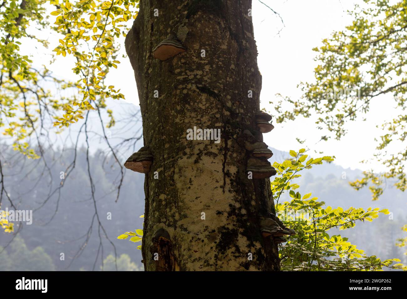 Many tree fungi hi-res stock photography and images - Alamy