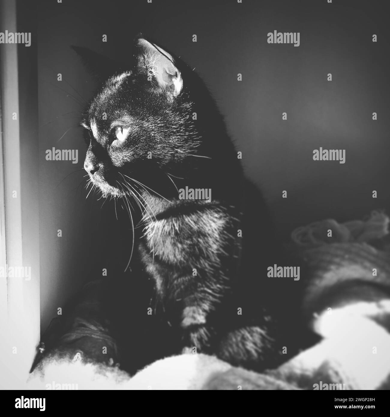Salem the cat Black and White Stock Photos & Images - Alamy