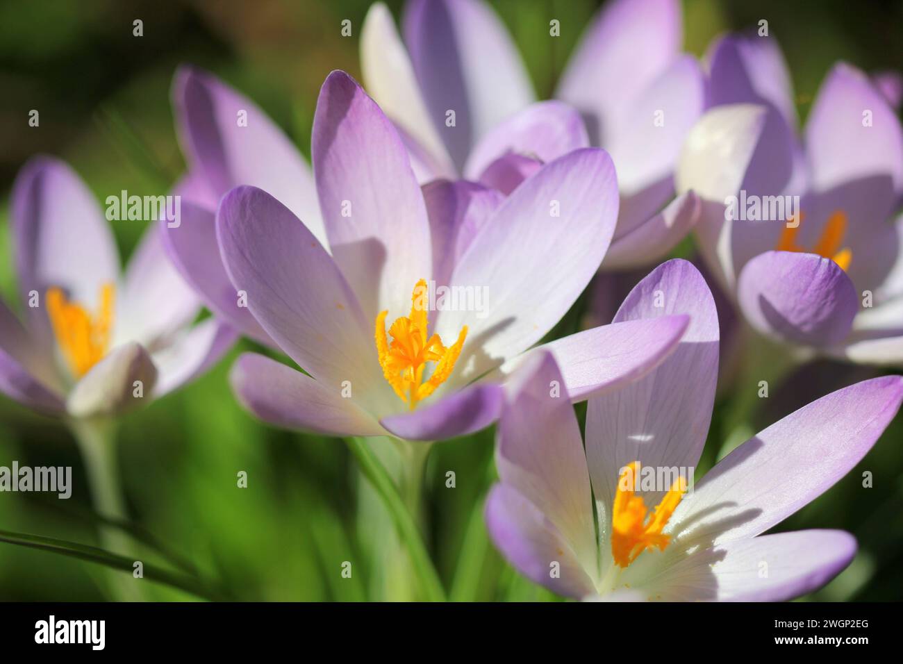 A close up of Crocus flowering in Spring Stock Photo