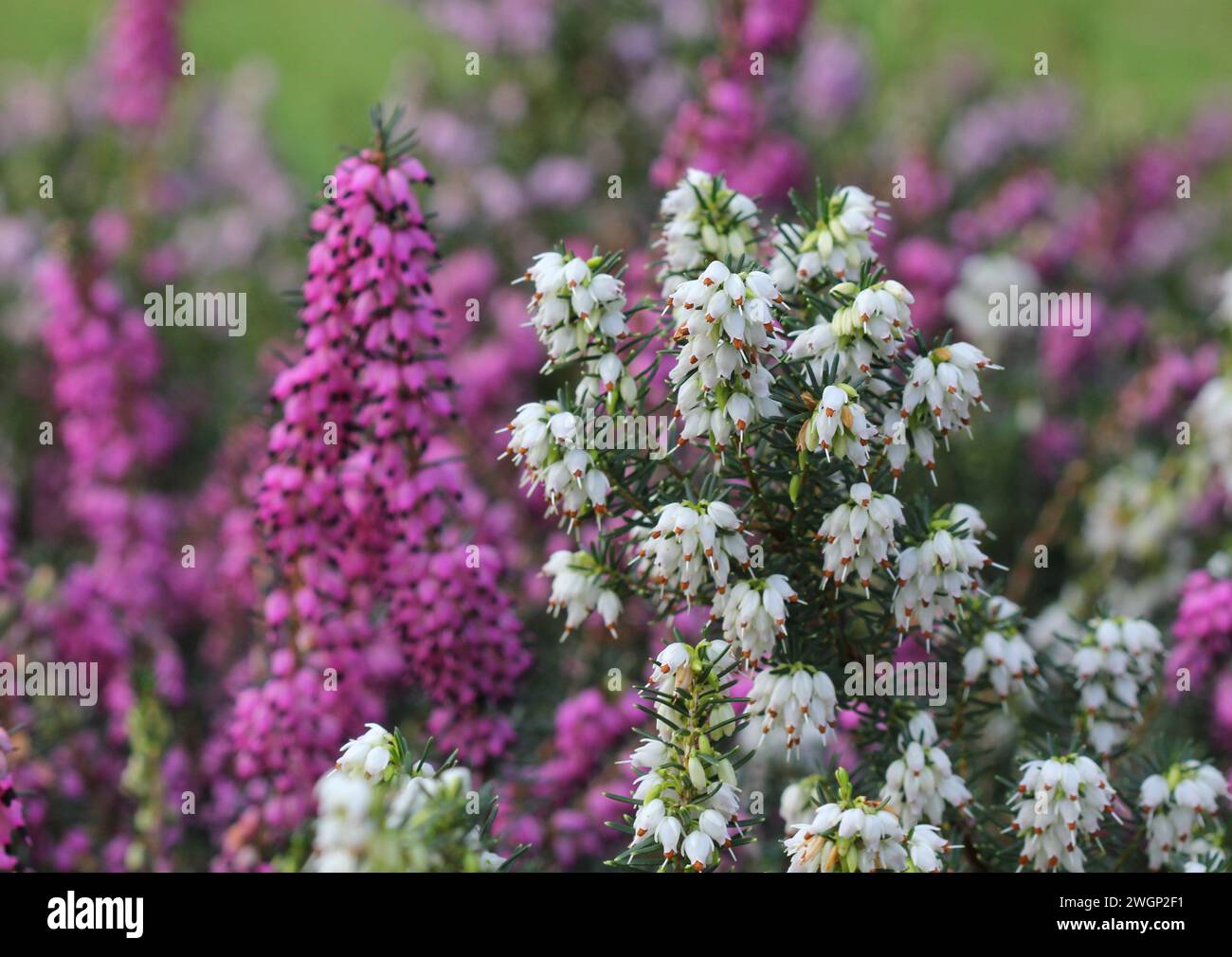 Pink and White Heather, Erica Stock Photo