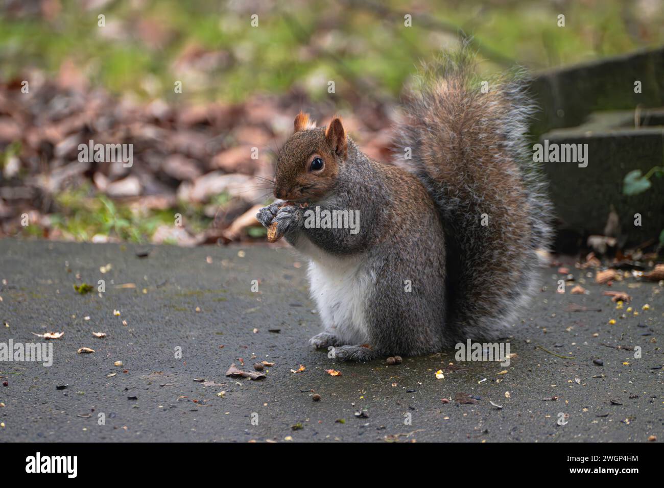 A closeup of a squirrel holding nuts in its mouth, sitting on the ground Stock Photo