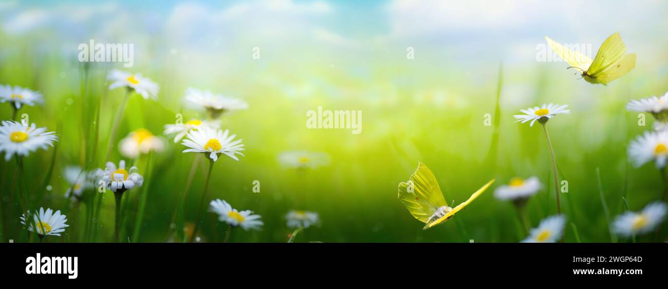 Beautiful spring meadow with white spring flowers and a flying butterfly on a sunny Easter day Stock Photo