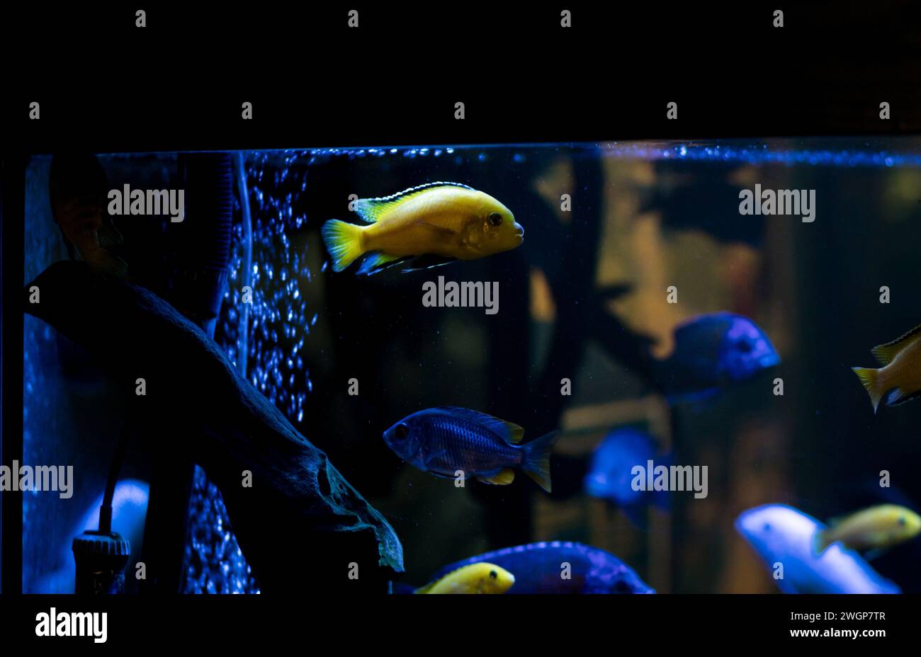 Colorful fish variety in aquarium, pet store Stock Photo