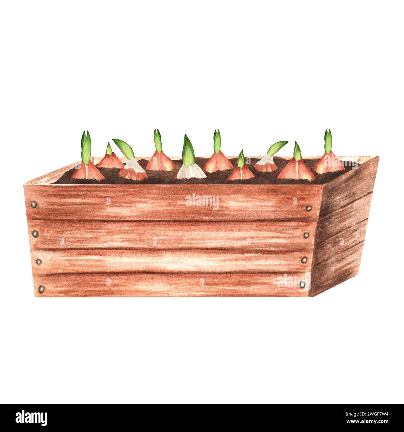 Hand-drawn watercolor illustration. A wooden garden crate with planted tulip bulbs. Horizontal view. Stock Photo