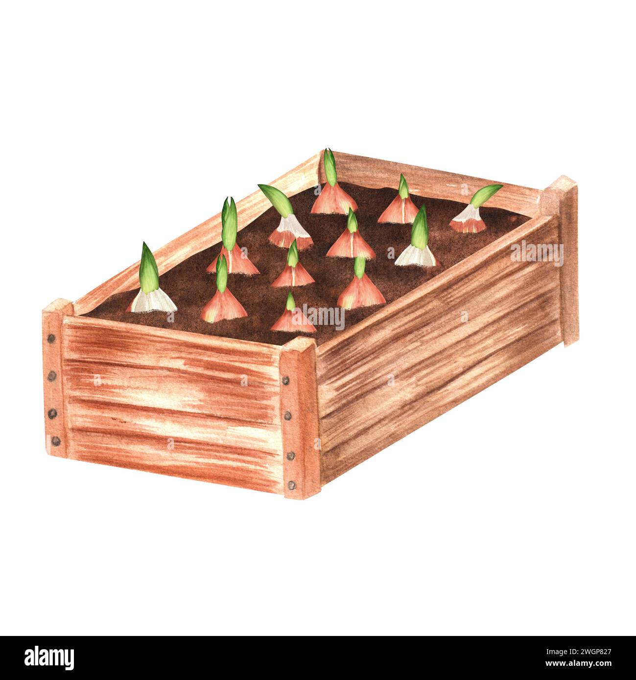 Hand-drawn watercolor illustration. A wooden garden crate with planted tulip bulbs. Diagonal view. Stock Photo