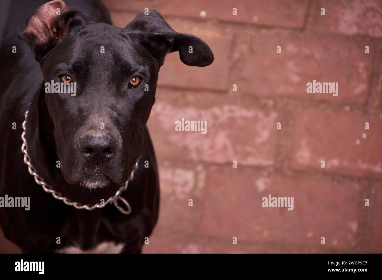 Dog scooby hi-res stock photography and images - Alamy
