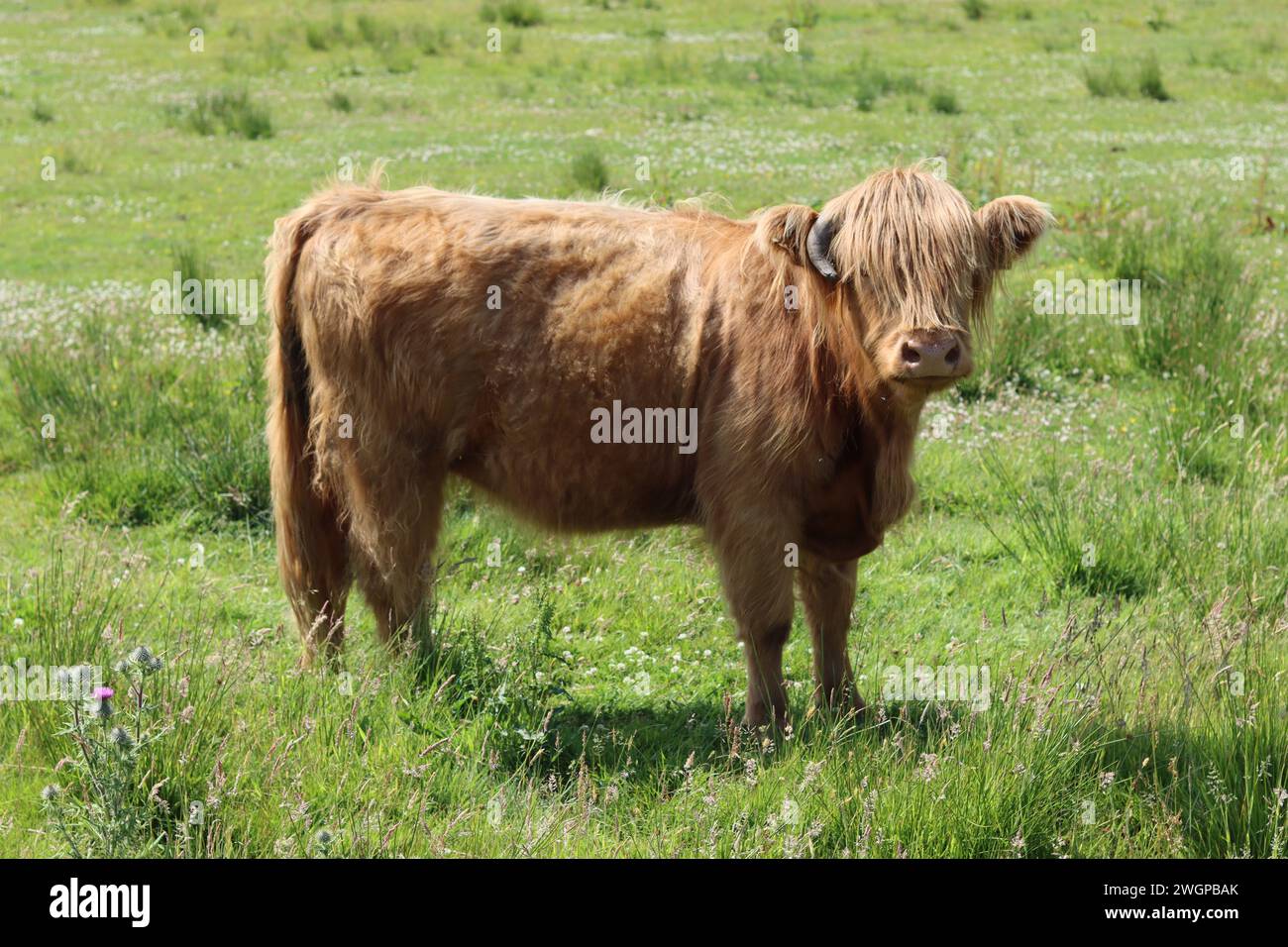 Brown highland cow standing in a sunny field Stock Photo - Alamy