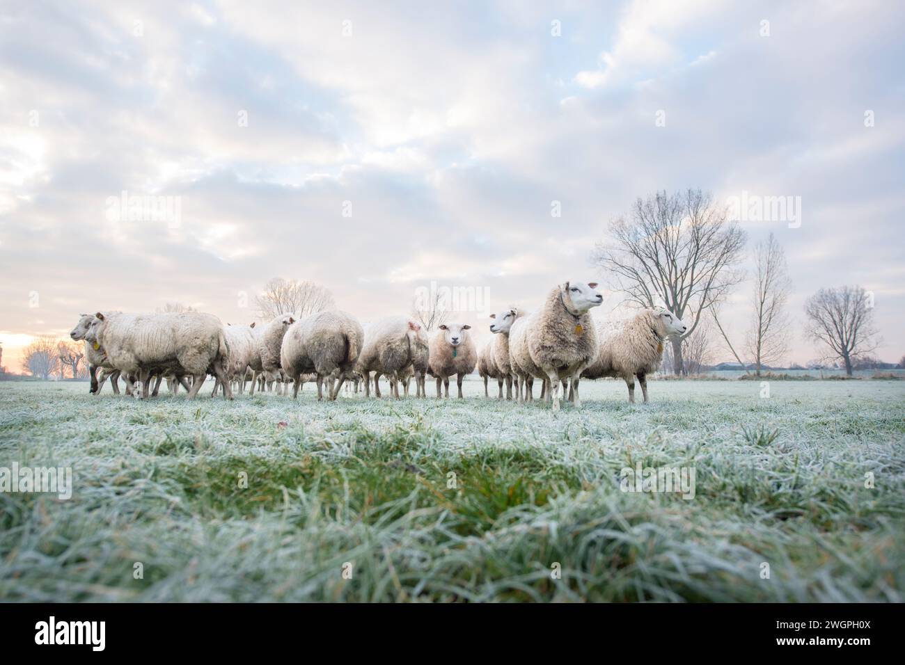 Beautiful winters morning at a sheep farm in the netherlands. Frost on the ground Stock Photo