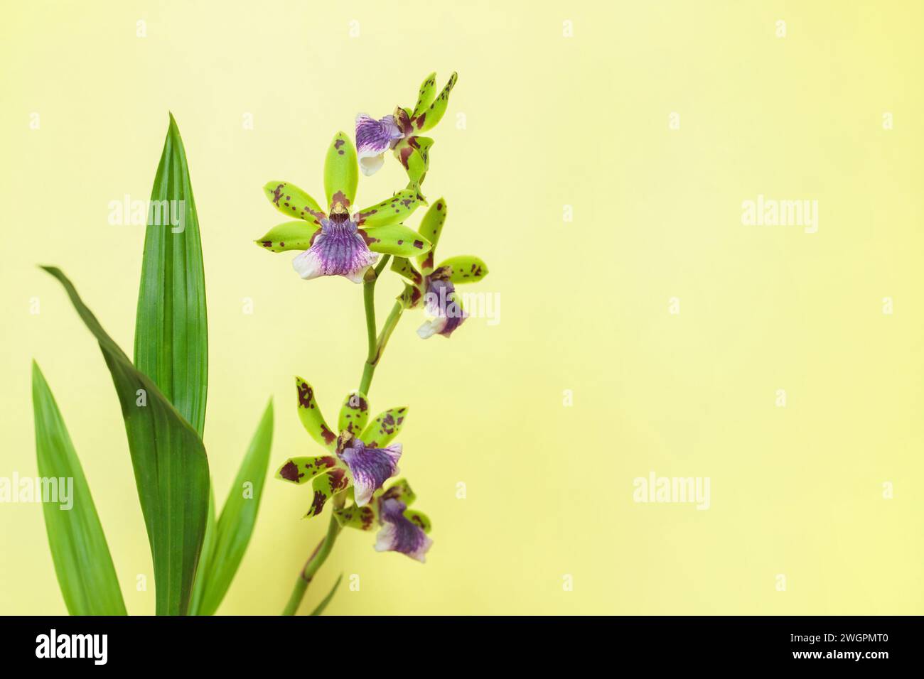 Zygopetalum orchid before plain yellow background. Stock Photo