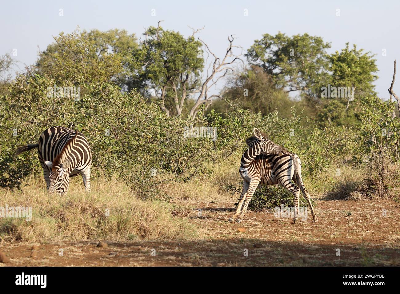 Steppenzebra / Burchell's zebra / Equus quagga burchellii Stock Photo ...