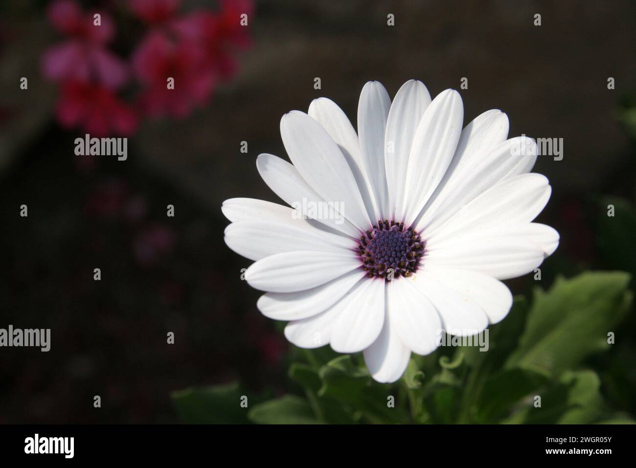 Osteospermum, African White Daisy flower, also known as African Daisy or Daisybush, the garden of the Benedictine Monastery of Zion in Jerusalem, Isra Stock Photo