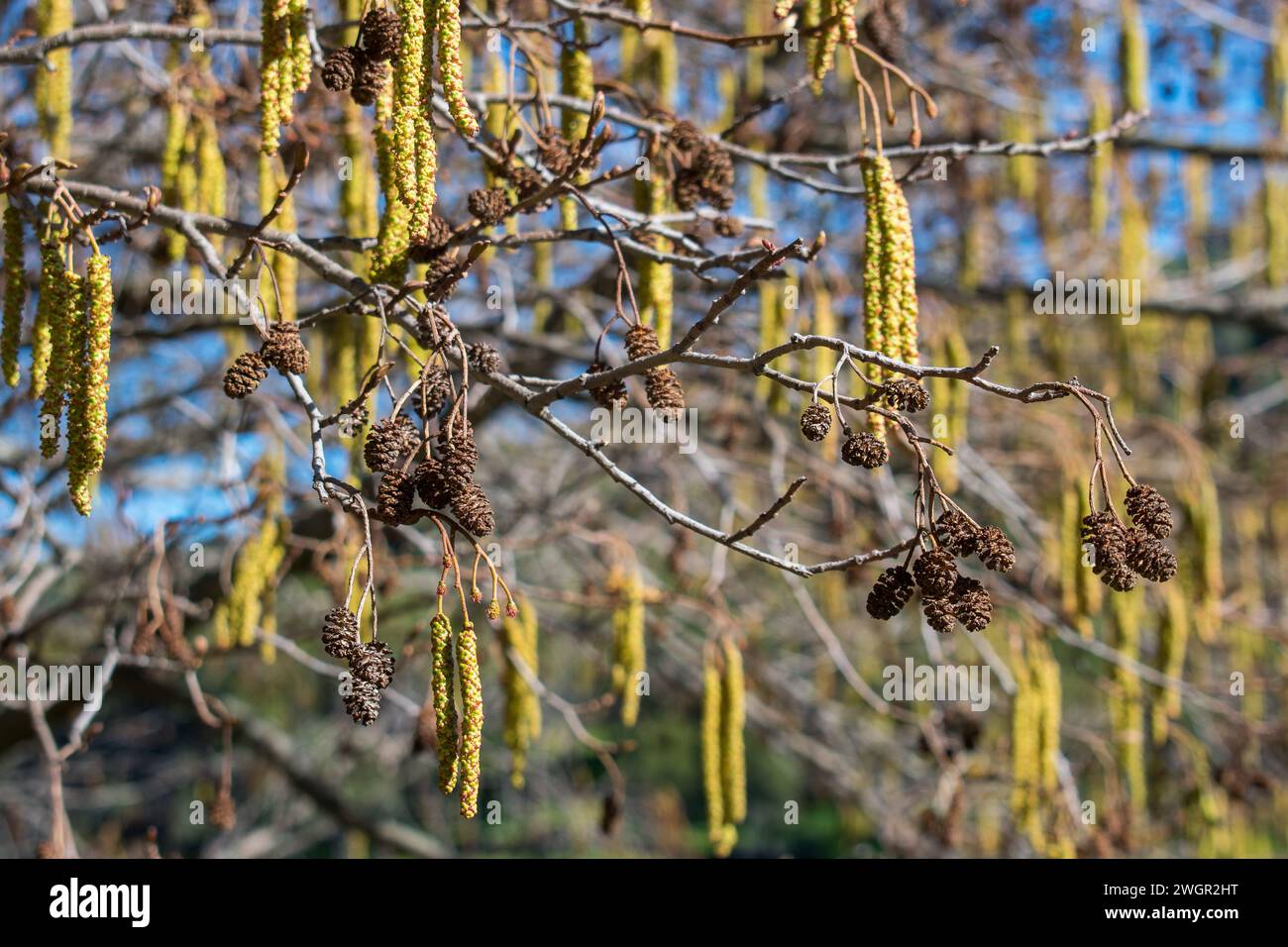 Hazelnut tree with seed and fruit Stock Photo Alamy