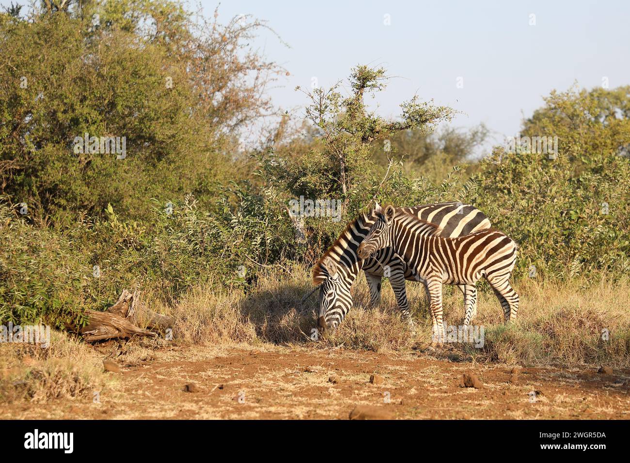 Steppenzebra / Burchell's zebra / Equus quagga burchellii Stock Photo ...