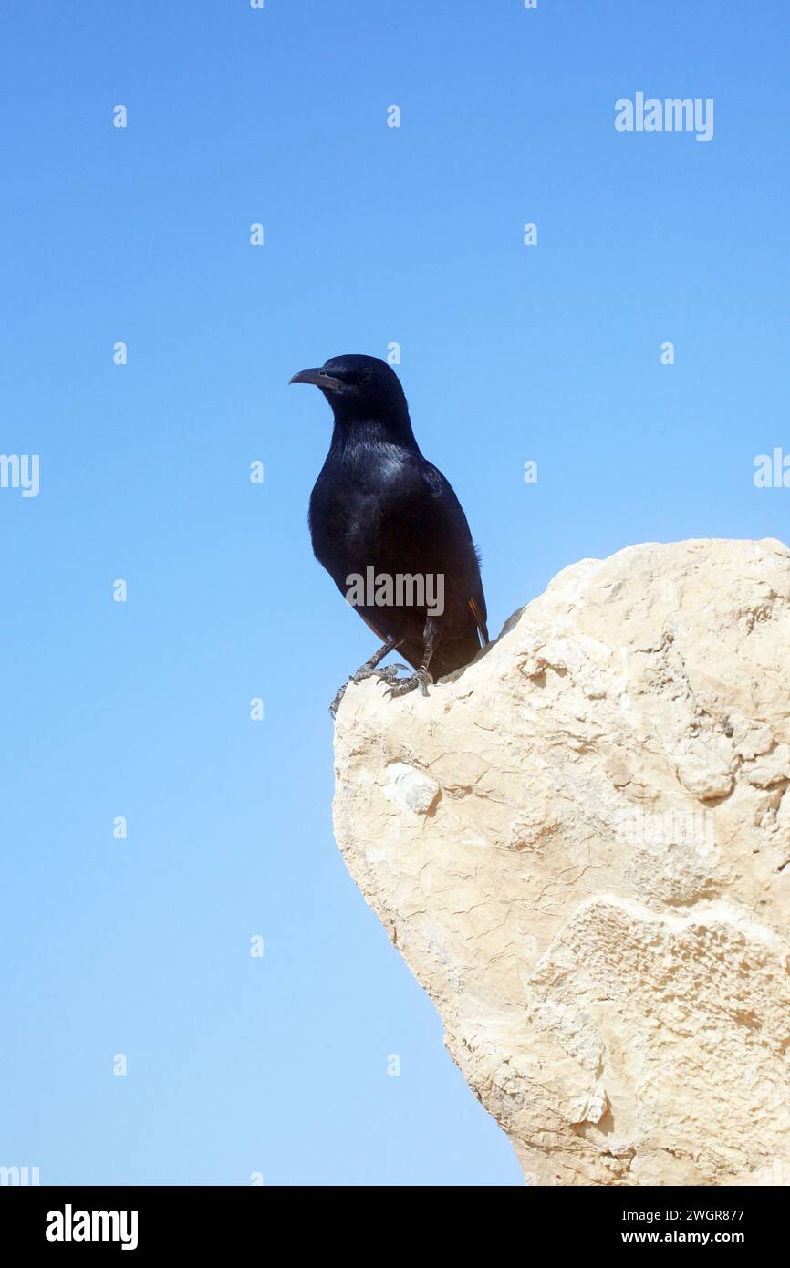 A bird sits on the ruins at Masada, an ancient Jewish fortress in Israel Stock Photo