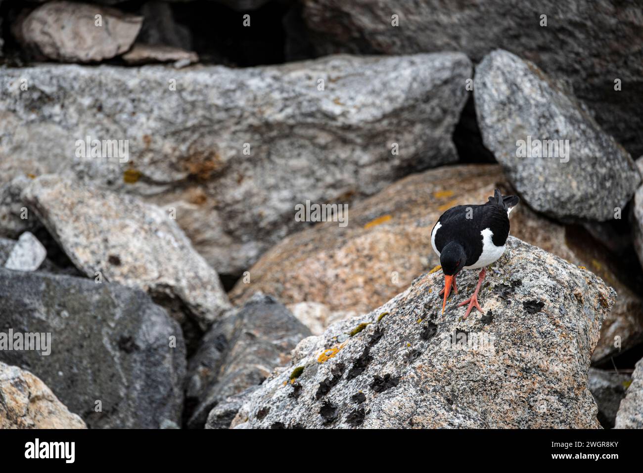 Oystercatcher, Haematopodidae, searching the rocks for food, Norwegian coast. Stock Photo