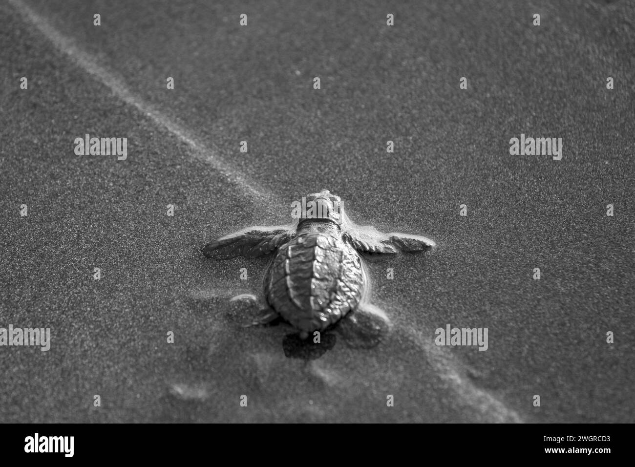 Newly hatched green olive Ridley turtle on sandy beach, Quepos, Costa Rica Stock Photo