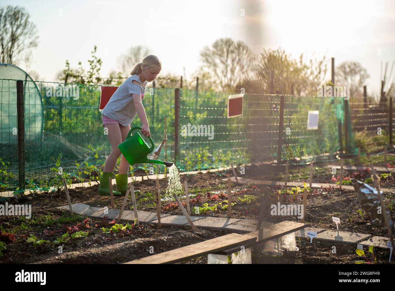 Young girl helping her grandad water his garden allotment so the plants grow Stock Photo