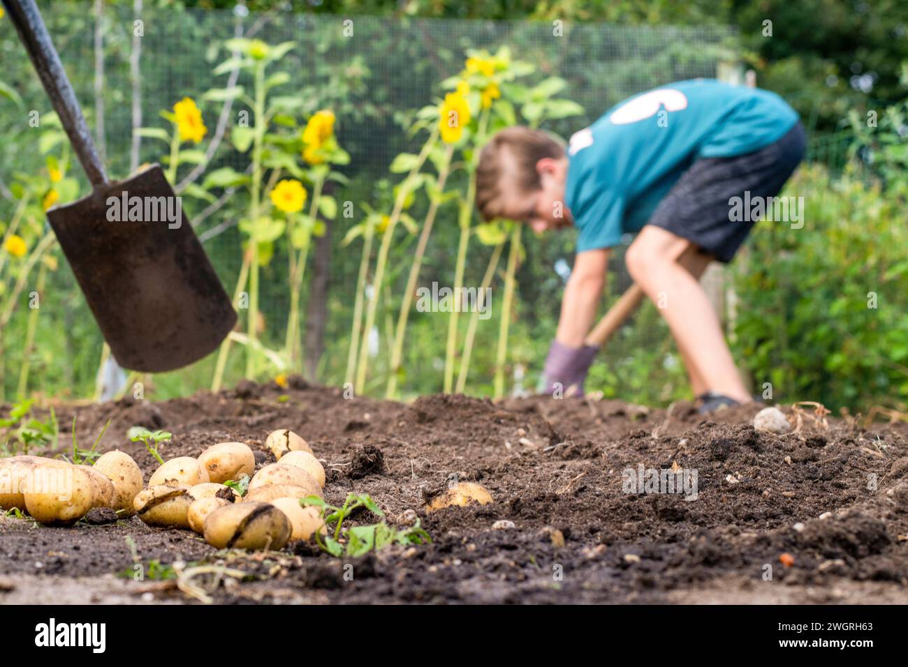 Young boy helping at his parents allotment, weeding and picking potatoes and other vegatables for diner Stock Photo