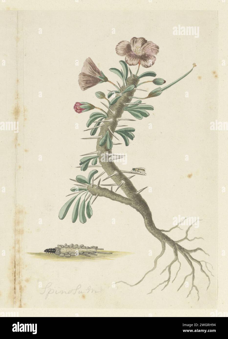 Geranium, 1777 - 1786 drawing On the right side of leaf: Geranium (Monsonia Patersonii (DC) G. Don) with pink flowers.  paper. pencil. chalk. watercolor (paint) brush plants; vegetation Stock Photo