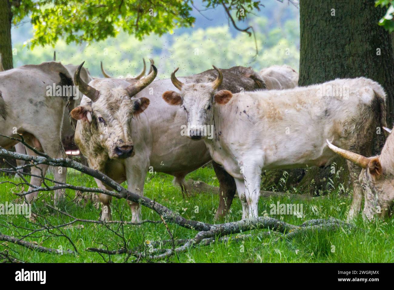 Wild Cattle of Chillingham Stock Photo