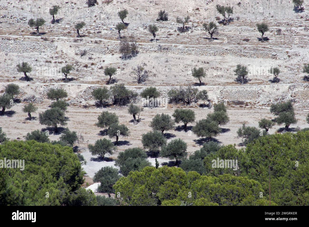 Olive tree grove between Bethlehem and Jerusalem, Israel Stock Photo