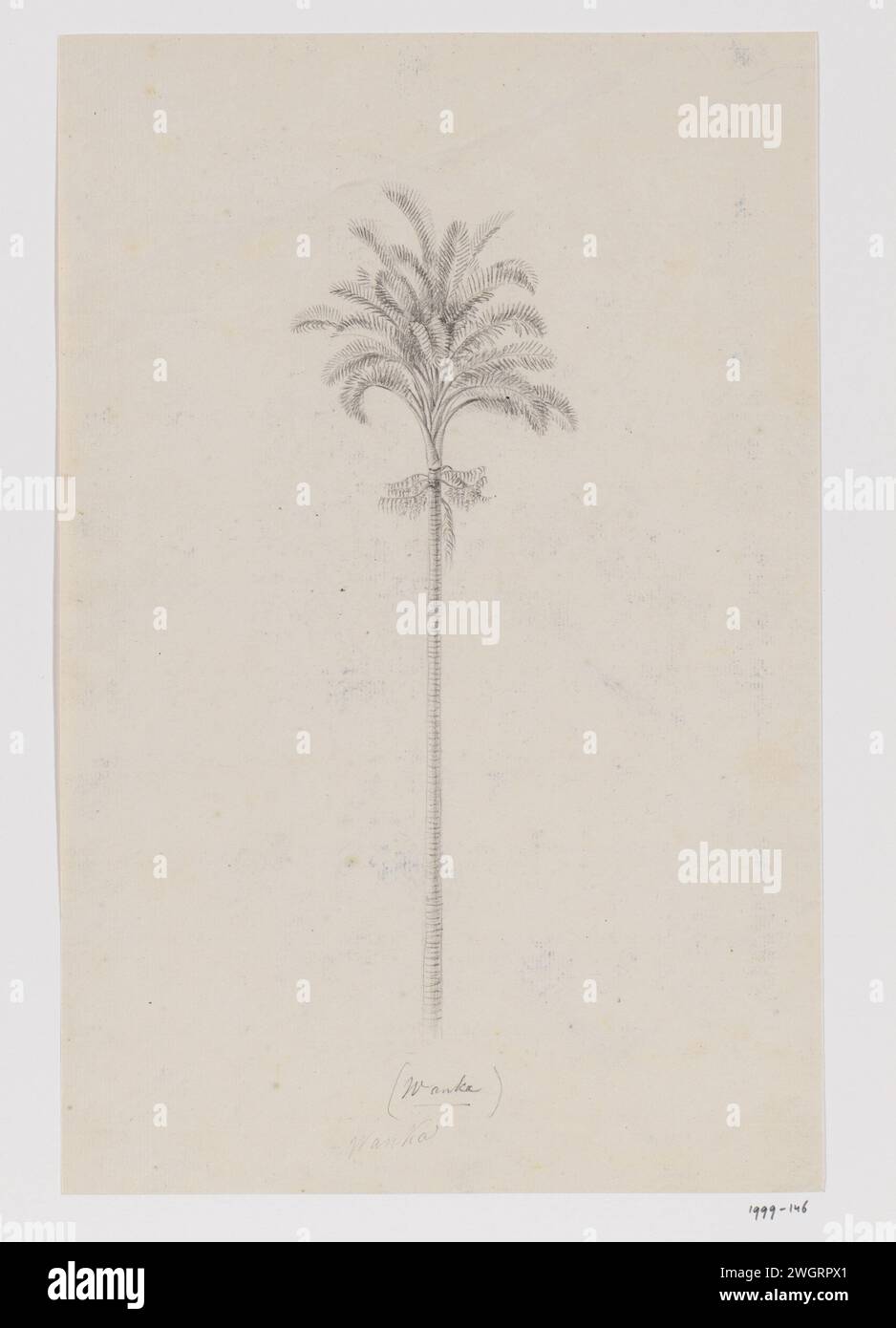 Sagopalm, Moluccas, Adrianus Johannes Bik, c. 1816 - c. 1846 drawing  Moluccas paper. chalk Stock Photo