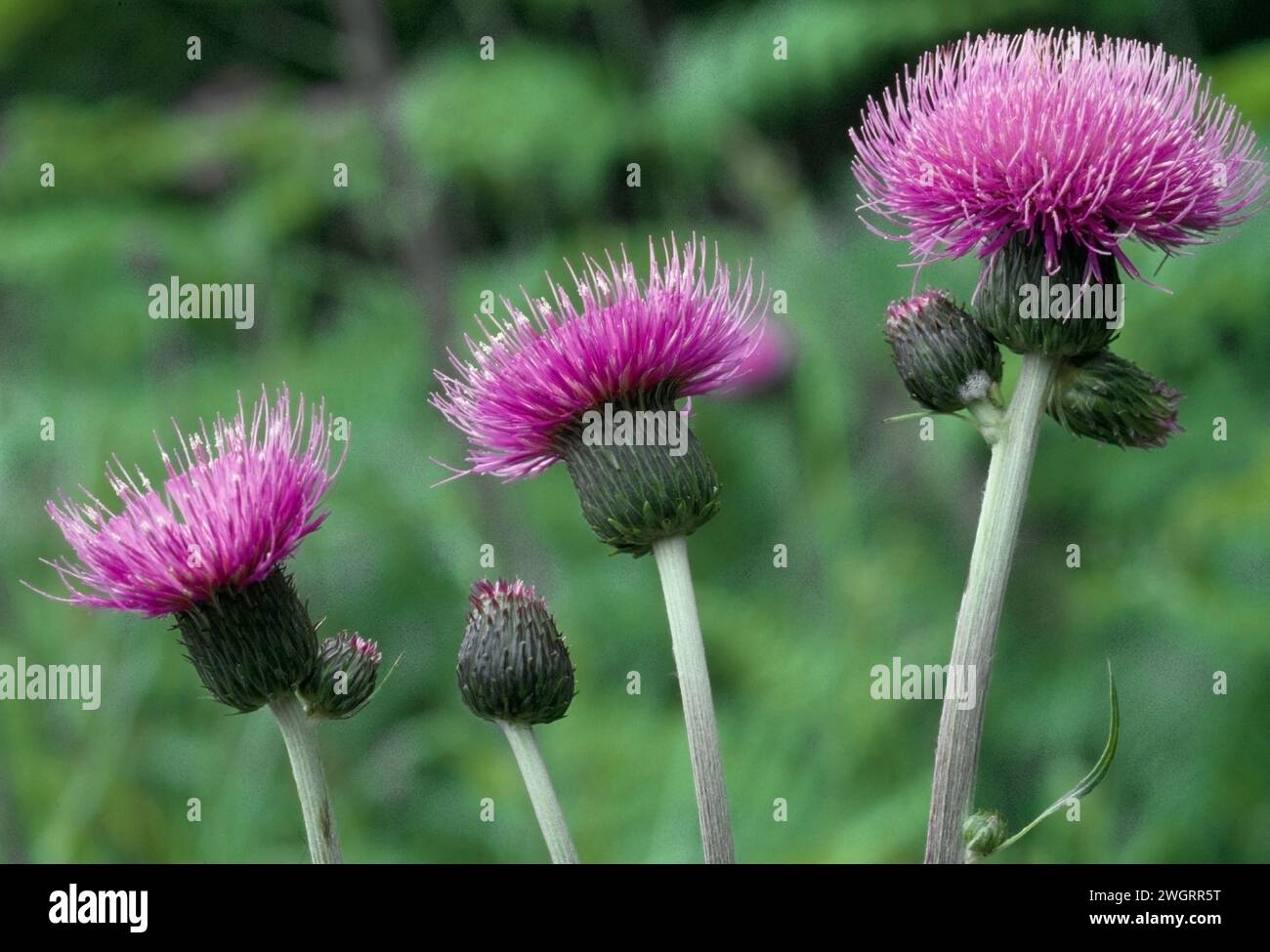 Melancholy Thistle (Cirsium helenioides) close-up of flowerheads of plants growing by roadside, Lochaber, Scotland, June 1989 Stock Photo