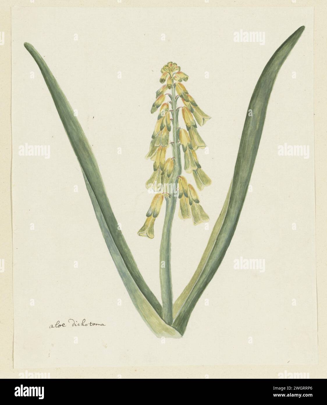 Lachenalia aloides (L.f.) Engl. (Opal flower), 1777 - 1786 drawing Lachenalia aloides (L.f.) Engl.  paper. deck paint. ink. pencil. chalk. watercolor (paint) pen / brush plants; vegetation Stock Photo