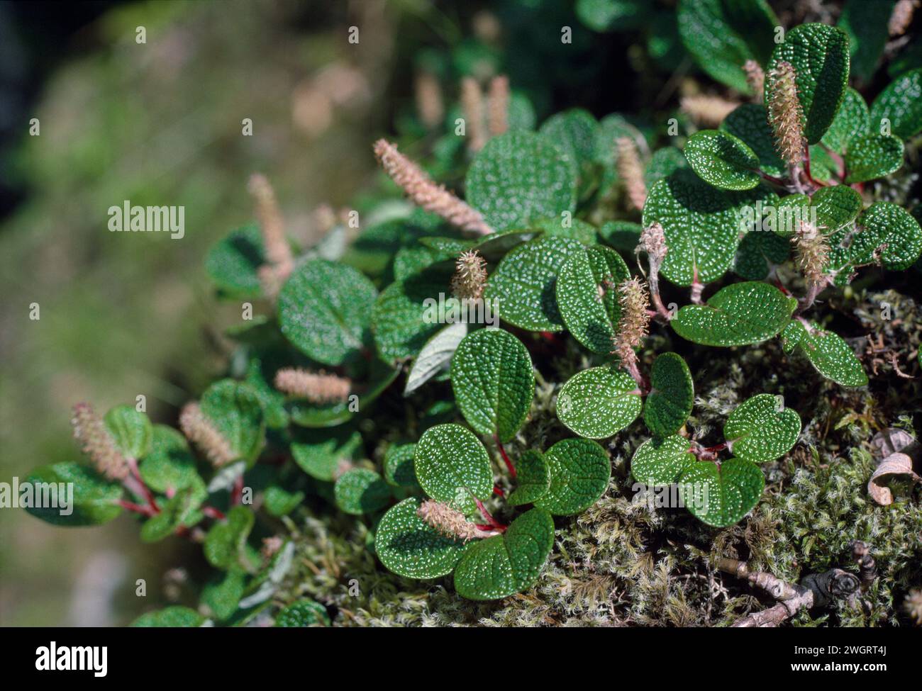 Net-leaved Willow (Salix reticulata) growing on ledge on crag, Ben Lawers National Nature Reserve, Perthshire, Scotland, July 1982 Stock Photo