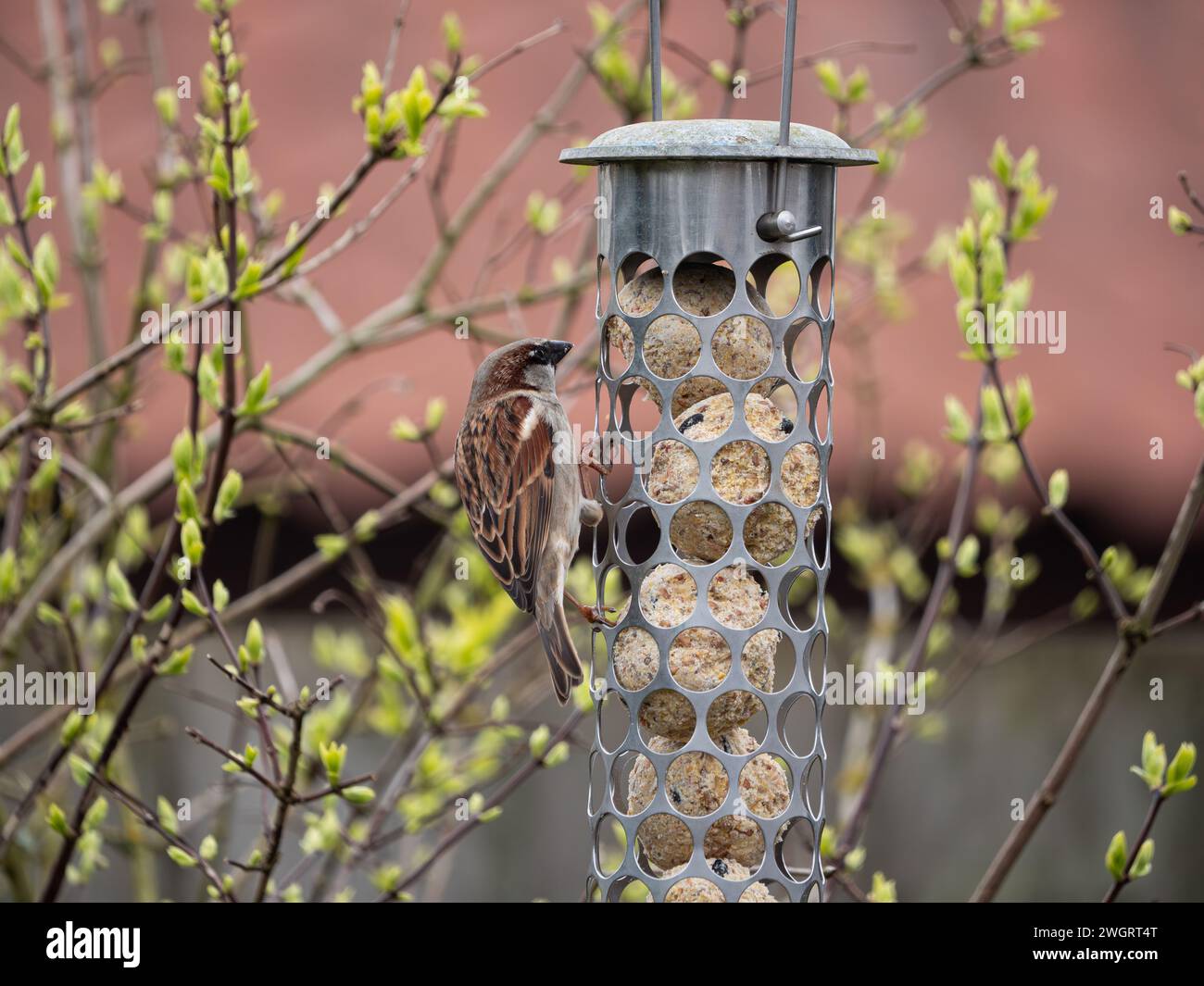 House Sparrow, Passer domesticus, feeding on fat balls on a garden feeder. England, UK. Stock Photo