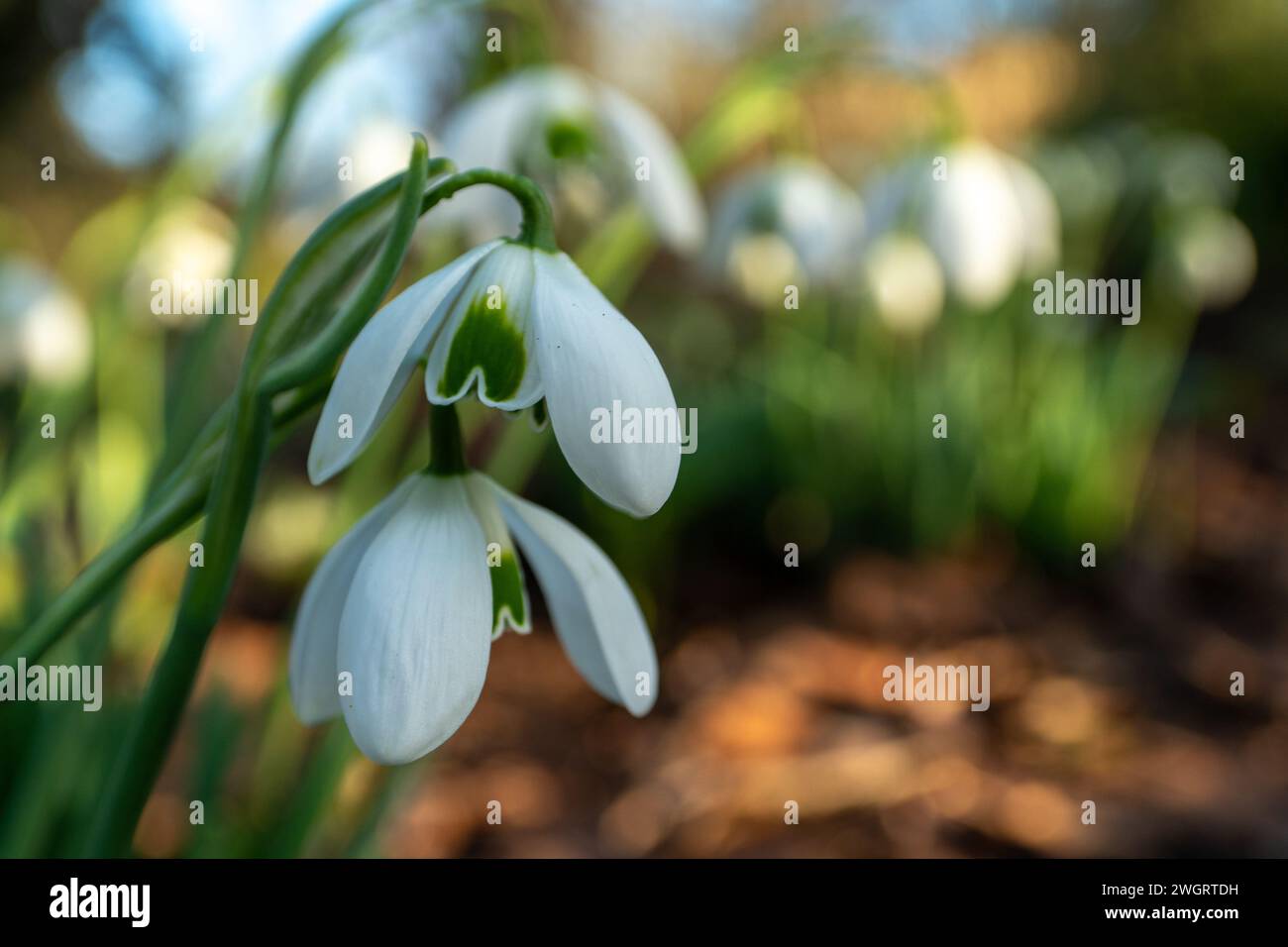 snowdrop flowers blooming in wintertime Stock Photo