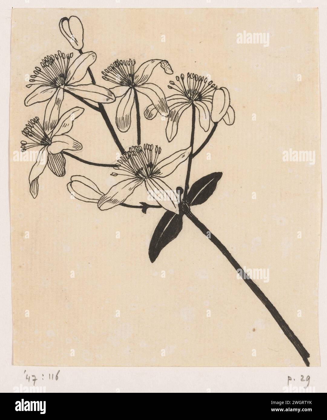 Clematis, Willem Wenckebach, in or before 1893 drawing   paper. ink. pencil pen plants (in general) Stock Photo