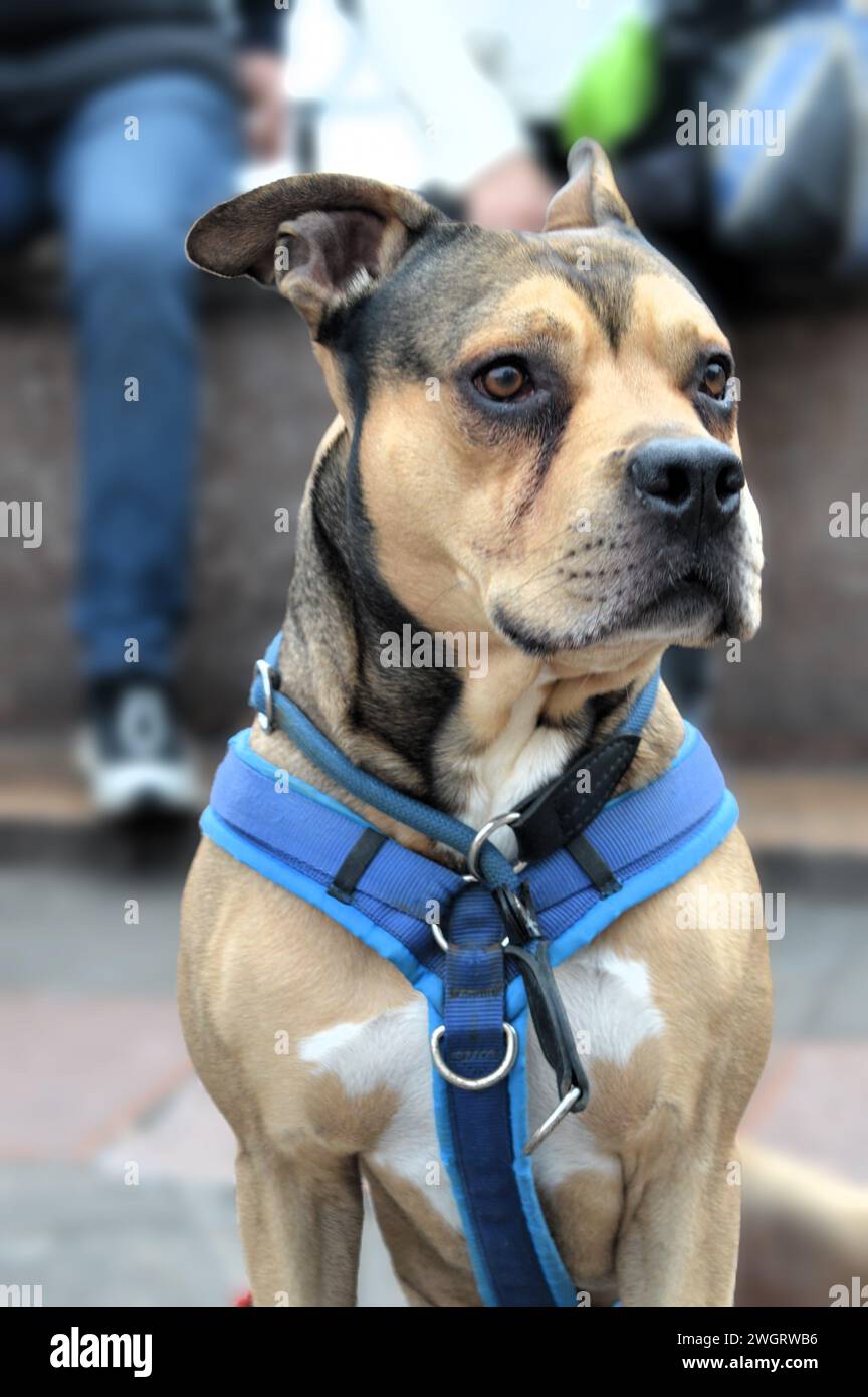 Strike a pose - Dog Stock Photo - Alamy