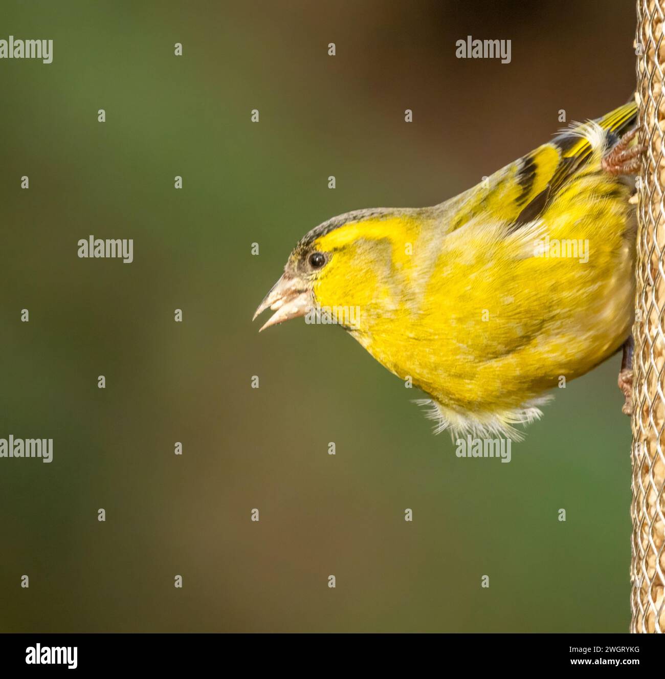 Bird eating sunflower hi-res stock photography and images - Alamy