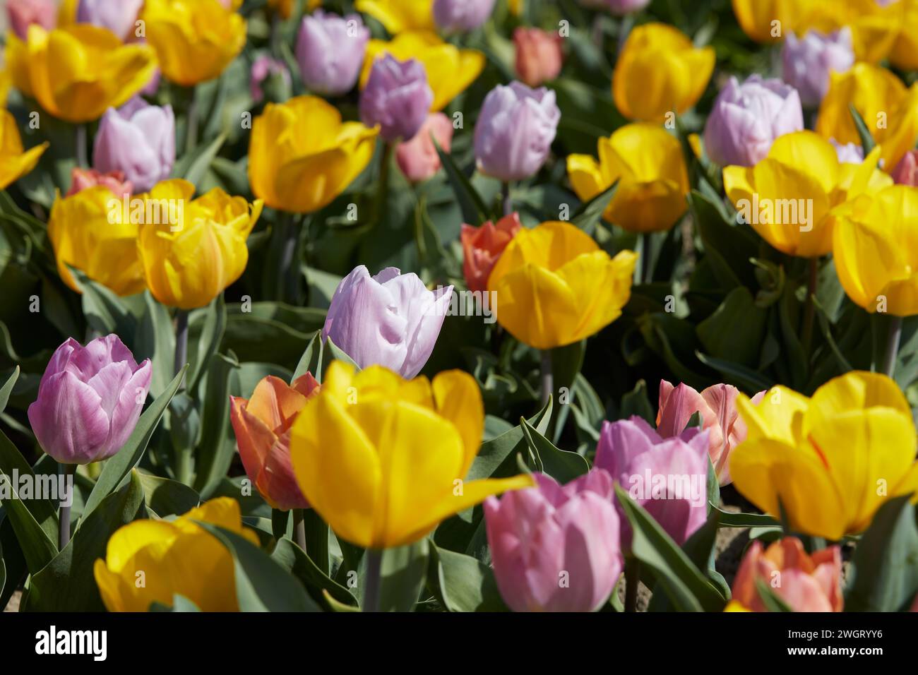 Dwarf tulip flowers in yellow, purple and pink colors texture ...