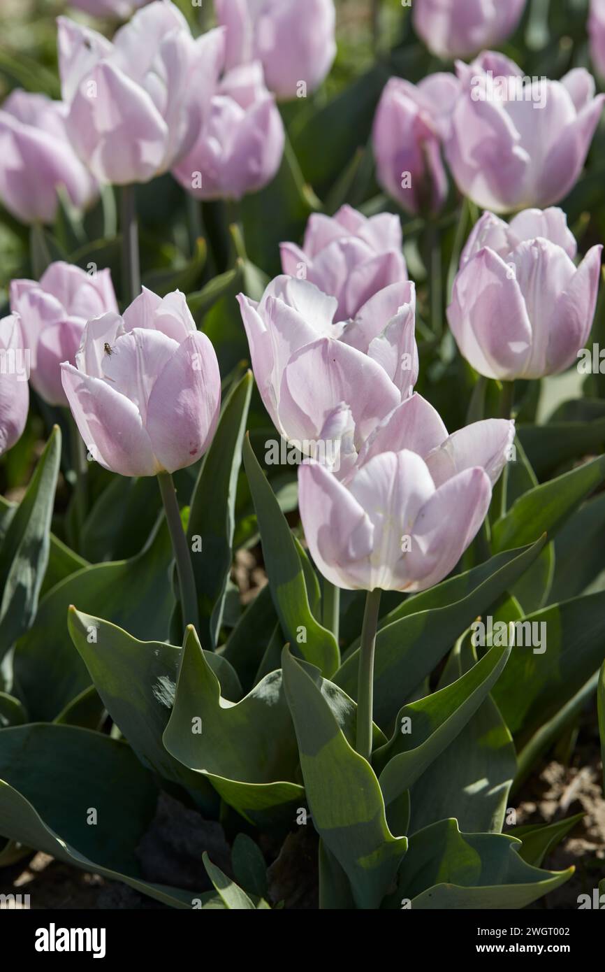 Tulip Candy Prince, pale purple flowers in spring sunlight Stock Photo