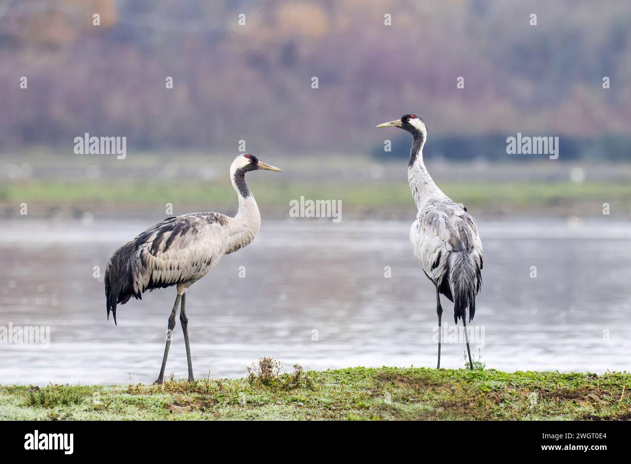 Cranes, Grus grus, socialising, isola della cona nature reserve, italy Stock Photo