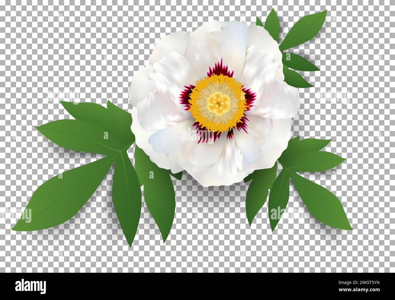 Vector big white peony flower and green leaves on transparent ...
