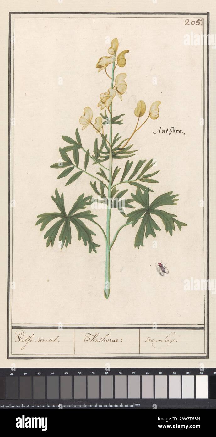 Yellow Monnikkap (Aconitum Vulparia), Anselmus Boëtius de Boodt, 1596 - 1610 drawing Yellow monk hood or wolf -root. Hereby also a fly. Numbered at the top right: 205. At the top right the Latin name. Part of the third album with drawings of flowers and plants. Tenth of twelve albums with drawings of animals, birds and plants known around 1600, made commissioned by Emperor Rudolf II. With explanation in Dutch, Latin and French. draughtsman: Praagdraughtsman: Delft paper. watercolor (paint). deck paint. chalk. ink brush / pen flowers: monkshood. insects: fly Stock Photo