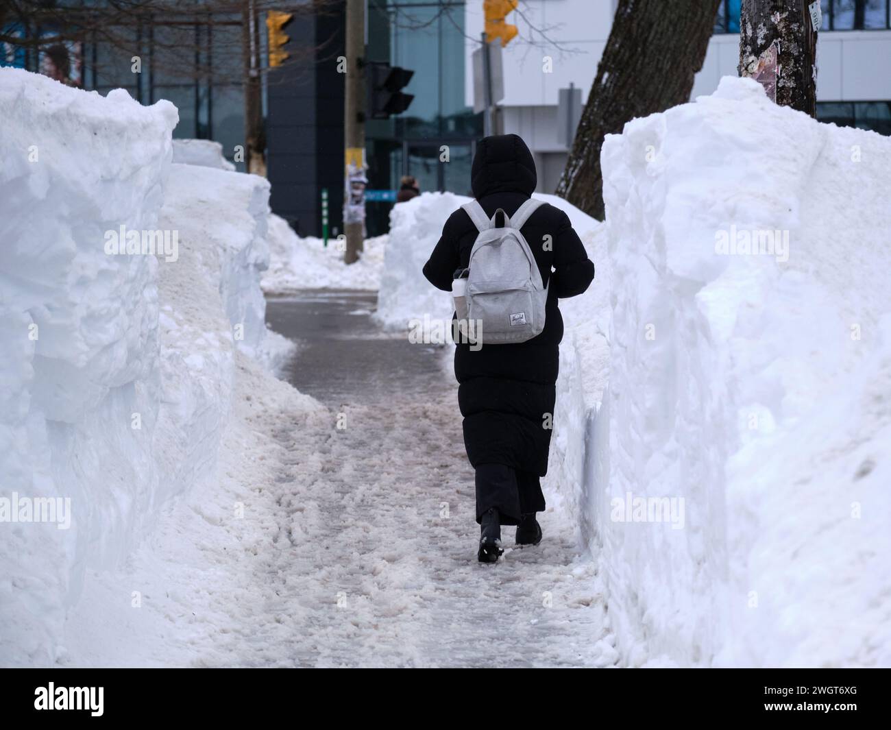 Halifax, Nova Scotia, Canada. February 6th, 2024. After the biggest snow storm in 20 years in Halifax  the clean up process is underway.  Pedestrian walking on Bell road sidewalks with snowbanks over one metre high on each side Credit: meanderingemu/Alamy Live News Stock Photo