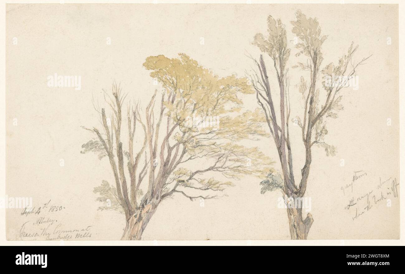 Two tree studies, Aaron Edwin Penley, 1850 drawing   paper. watercolor (paint). pencil brush trees Stock Photo