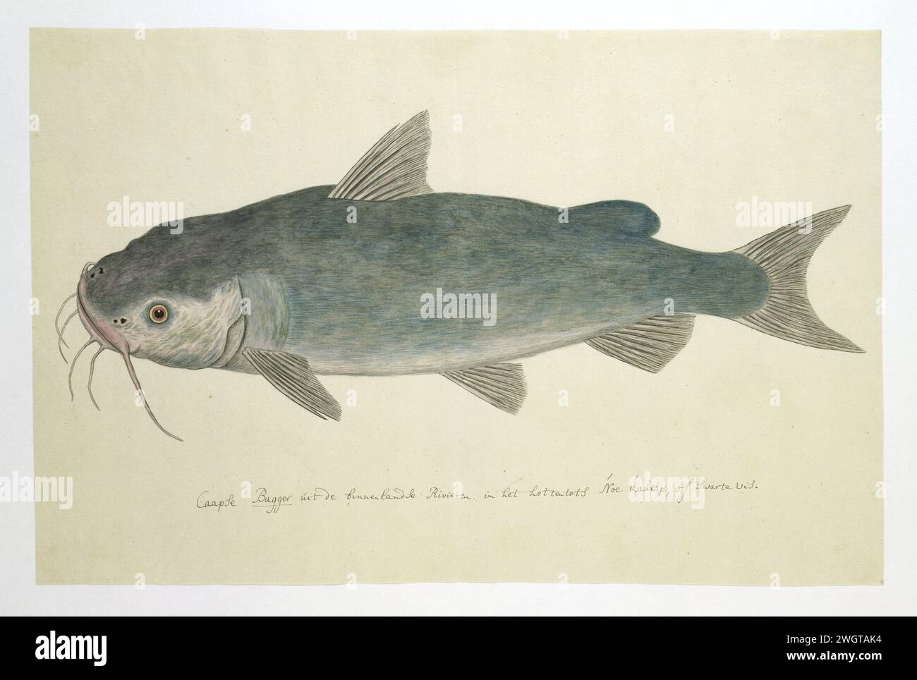 Clarias stappersii (catfish), 1777 - 1786 drawing Unidentified, occurs in the inland rivers.  paper. pencil. chalk brush Stock Photo