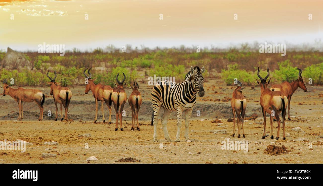 One zebra in the middle of a small herd of Red Hartebeest, with a natural bush background in Etosha Stock Photo